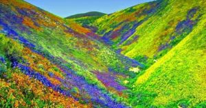 Valley Of Flowers