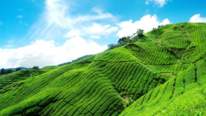 Tea Garden