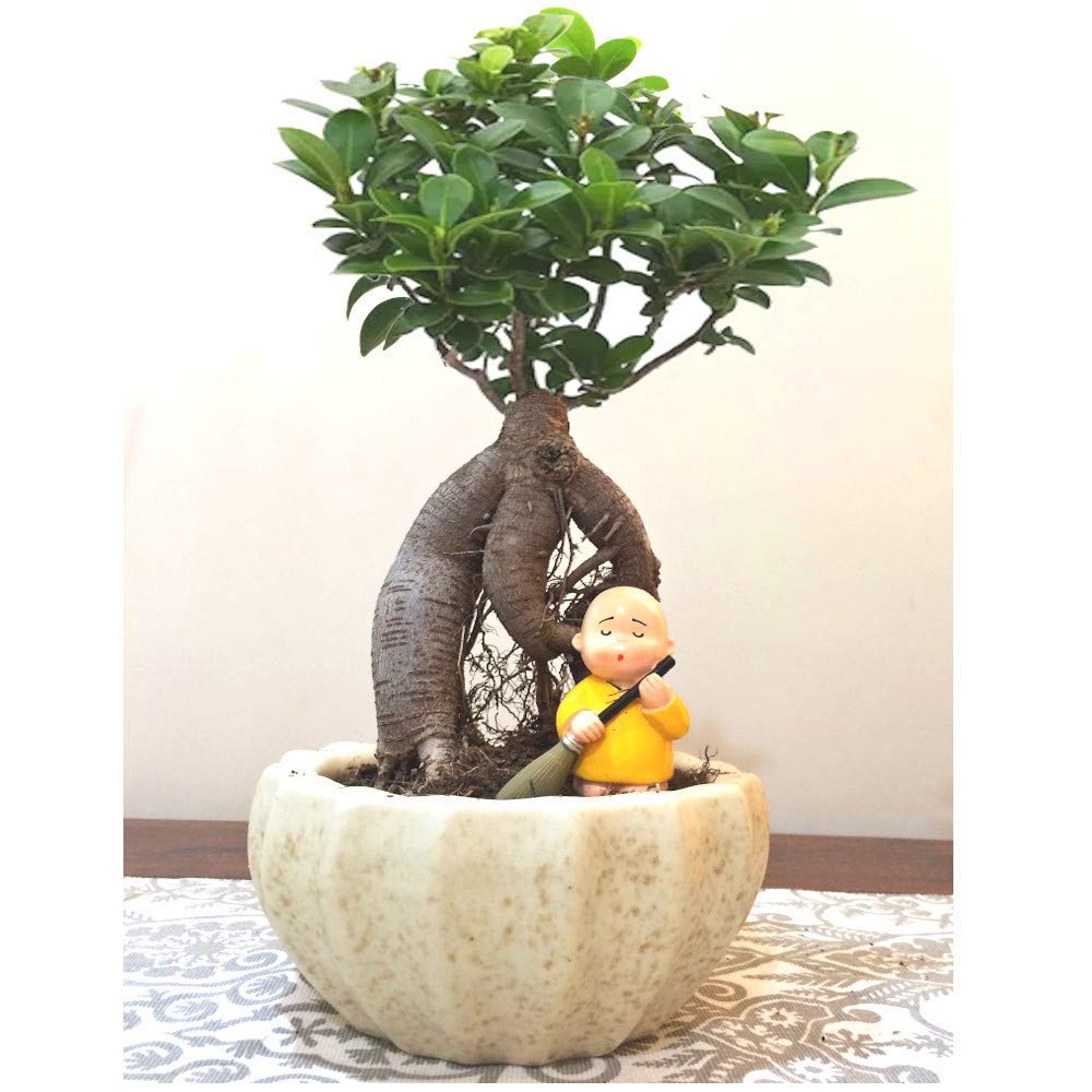 bonsai-plant-gift
